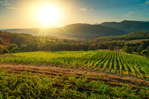 Bulgarian wines - vineyard